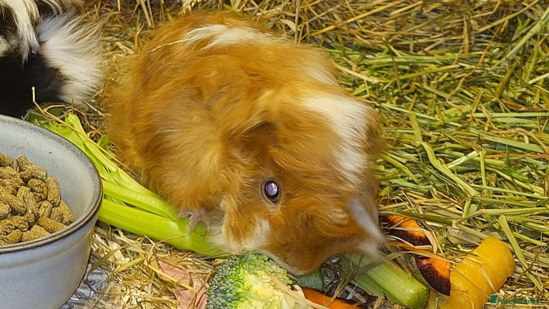 Guinea Pig rodents for sale: Peruvian Guinea pigs baby boys - Advert 5