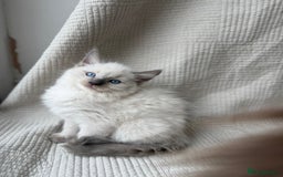 Ragdoll cats for sale: Adorable Pedigree Ragdoll Kittens Available 🐾 - Image 9