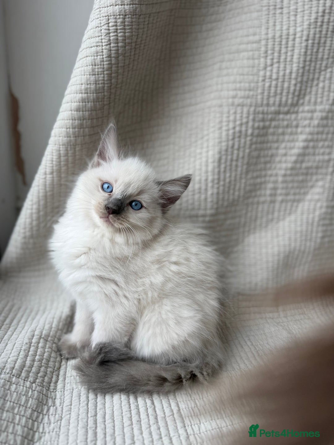 Ragdoll cats for sale: Adorable Pedigree Ragdoll Kittens Available 🐾 - Image 9
