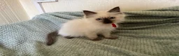 Ragdoll cats for sale: Beautiful Ragdoll kittens  - Advert 7