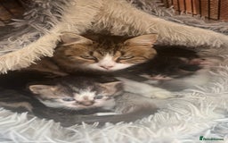 Mixed Breed cats for sale: 4 playful and funny kittens - Advert 20