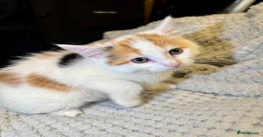 Domestic Shorthair cats - Advert 1