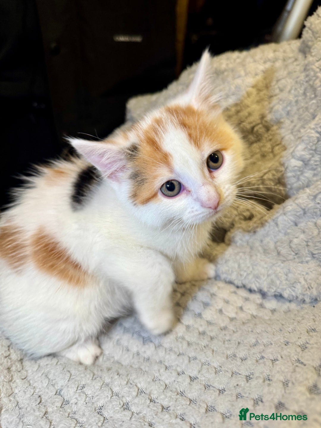 Domestic Shorthair cats for sale: Real life Garfield🤩 - Image 7