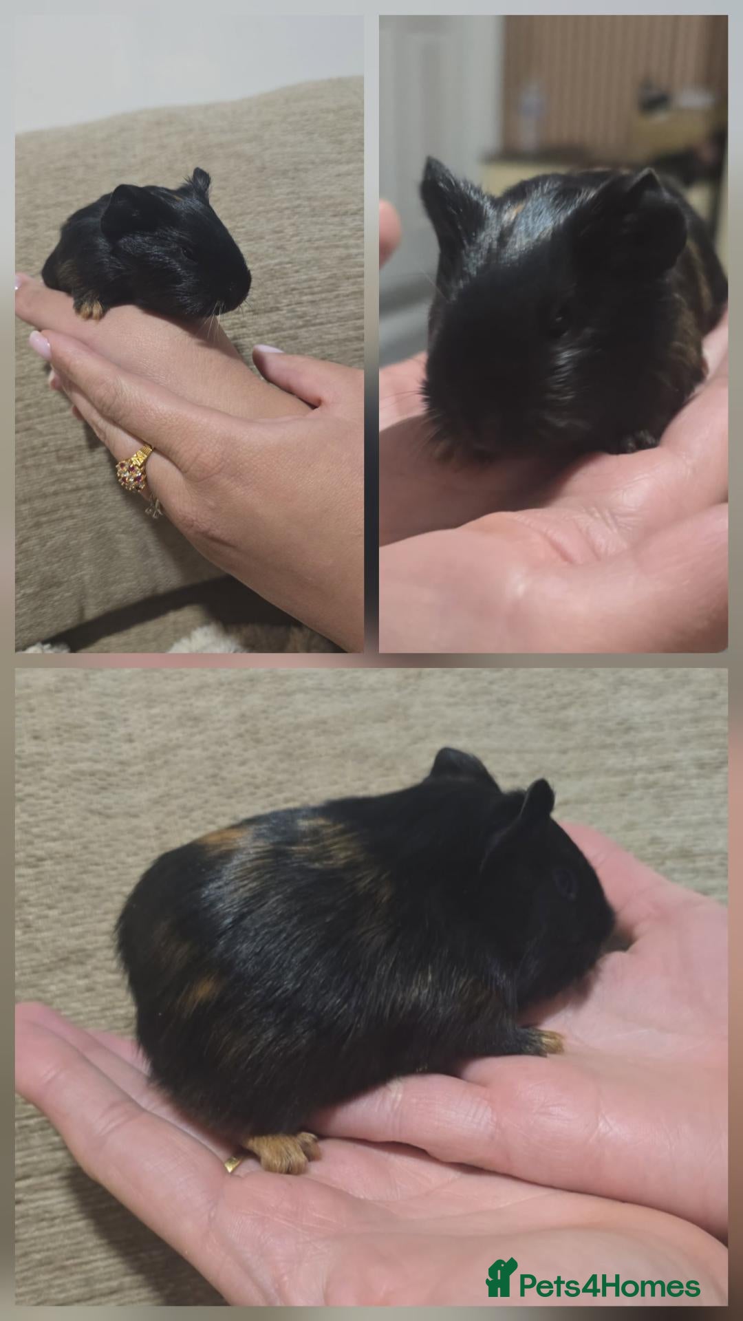 Guinea Pig rodents Guinea pigs  - Advert 10