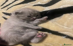 British Shorthair cats for sale: British Shorthair Kittens 🐾💜 - Image 2