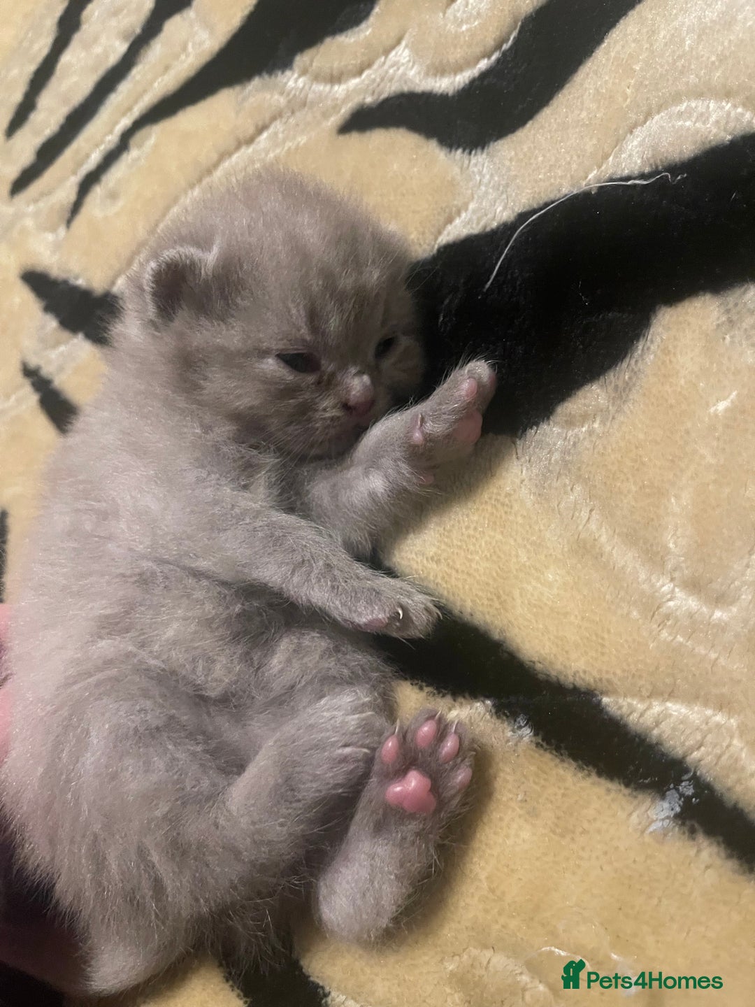 British Shorthair cats for sale: British Shorthair Kittens 🐾💜 - Image 2