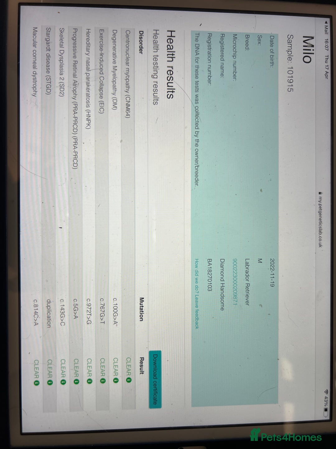 Labrador Retriever dogs for stud: Silver Labrador Stud  in Peterborough - Advert 10