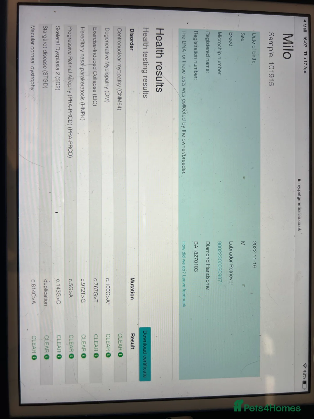 Labrador Retriever dogs for stud: Silver Labrador Stud  in Peterborough - Advert 9