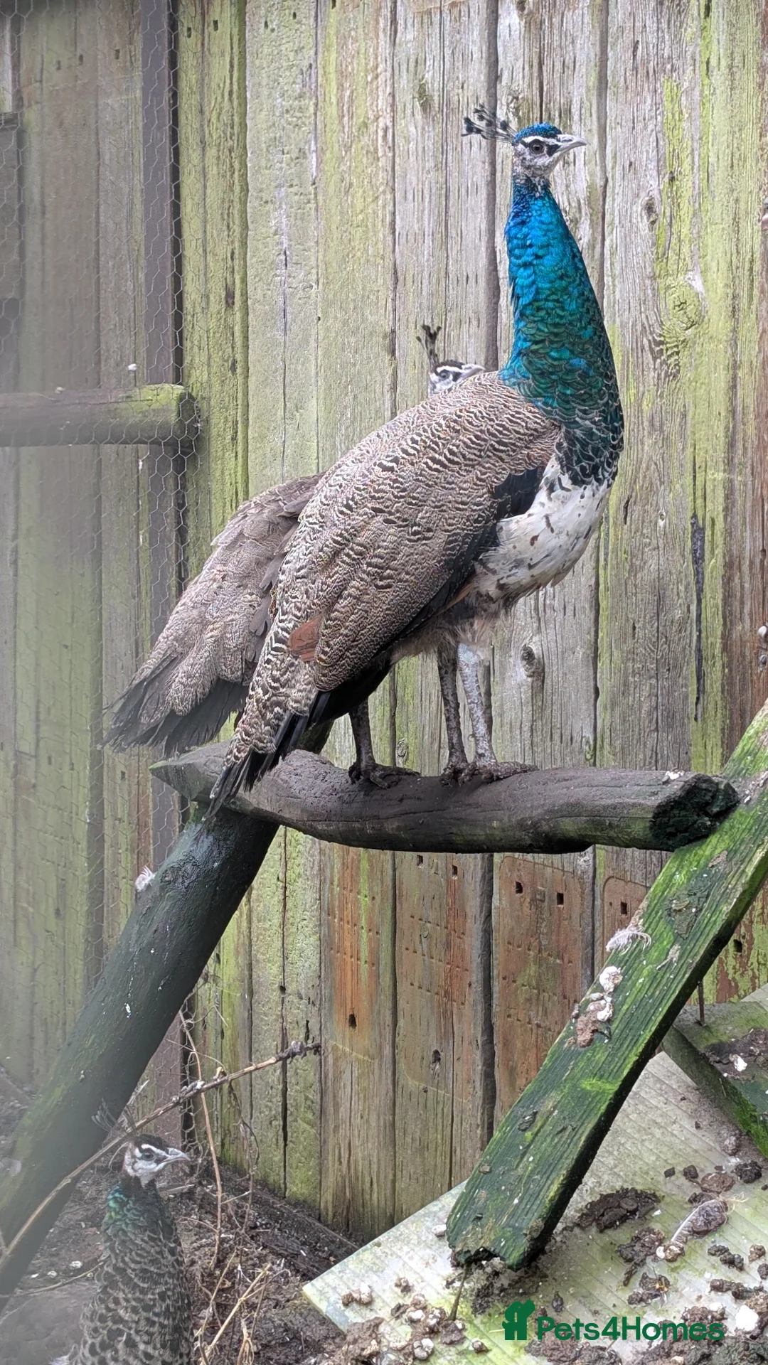 Peafowl poultry for sale: Trio of Indian blue peafowl  - Advert 3