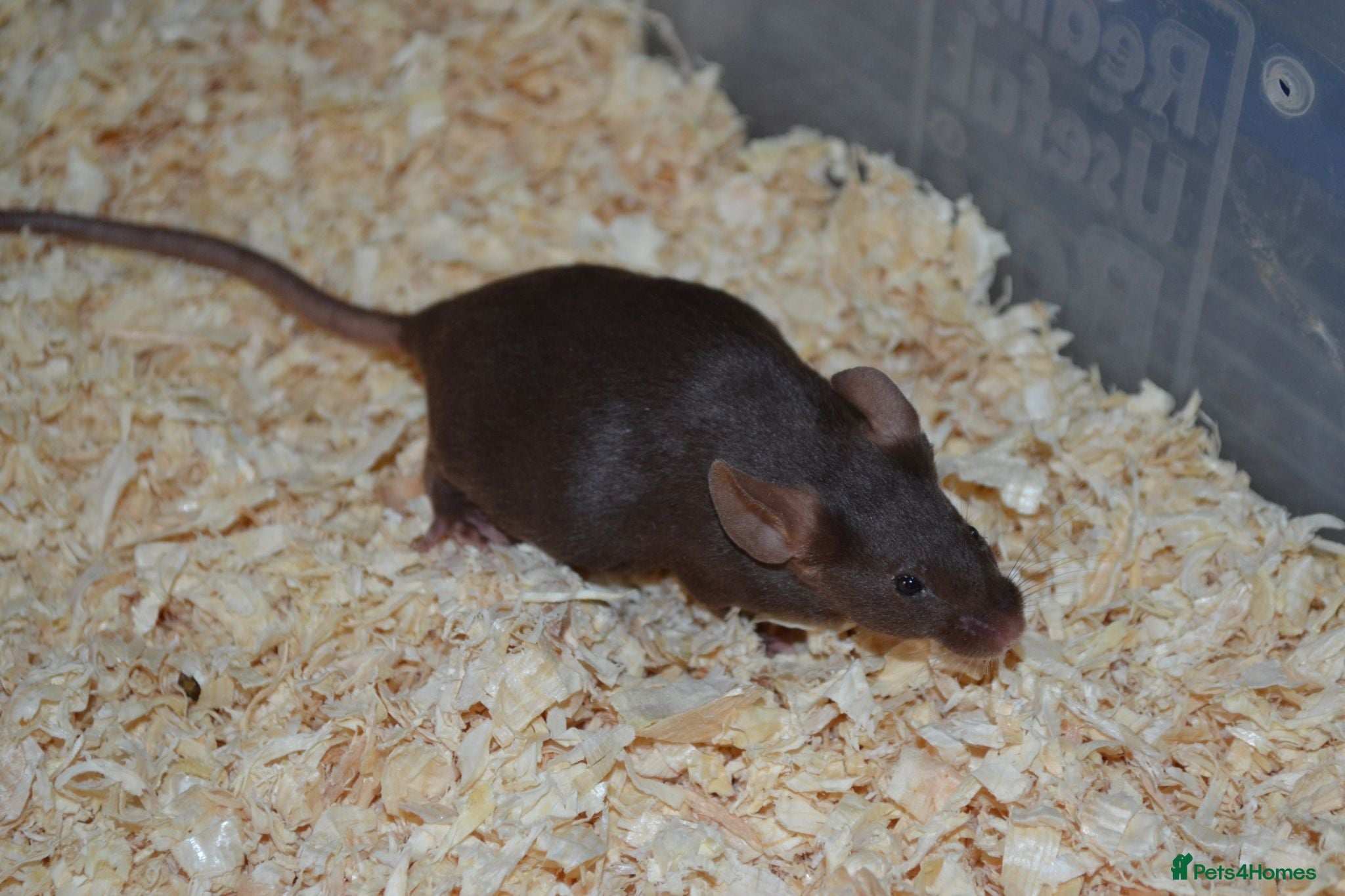 Mouse rodents Hereford Mice - Advert 2