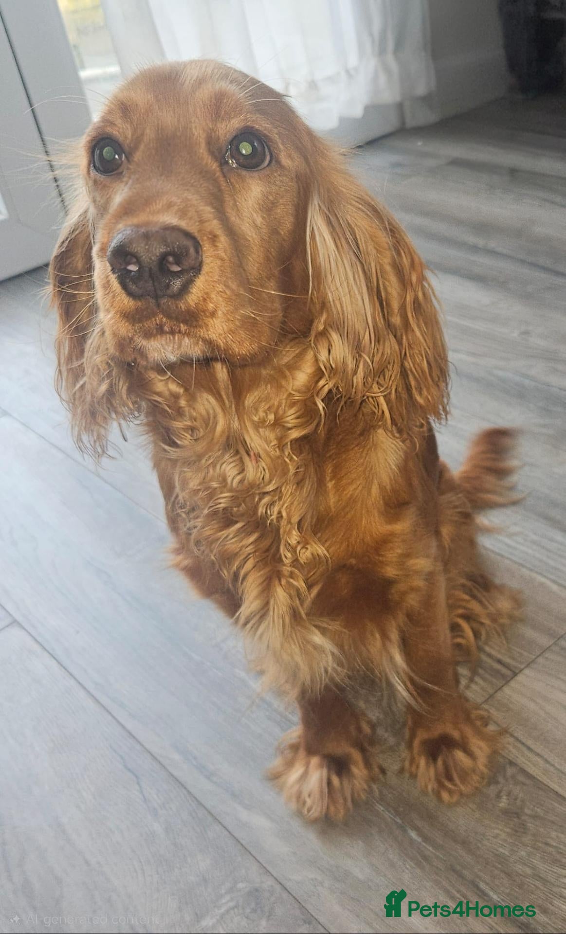 Cockapoo dogs Re homing cocka spaniel  - Advert 9