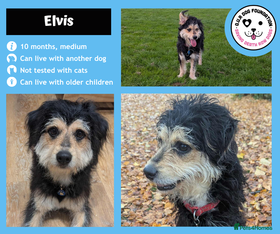 Mixed Breed dogs for adoption: 10 month old Elvis is looking for a new home - Advert 1