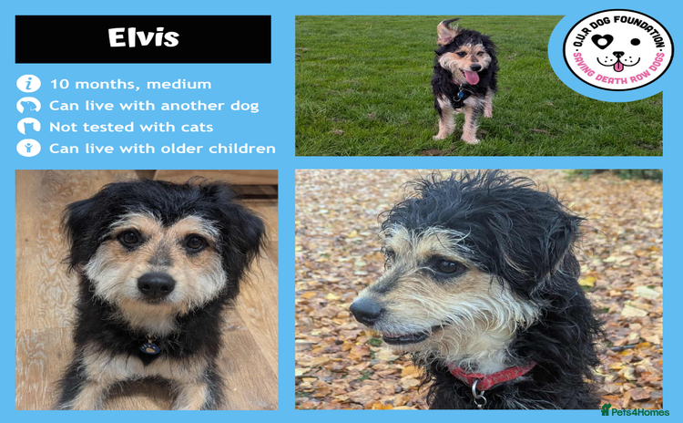 Mixed Breed dogs - Advert 2