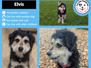 Mixed Breed dogs 10 month old Elvis is looking for a new home - Advert 7
