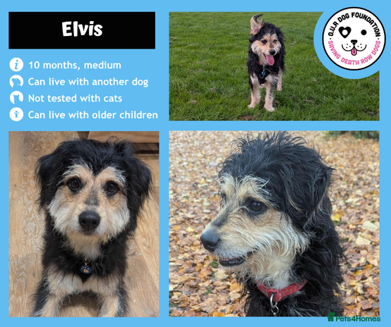 Mixed Breed dogs 10 month old Elvis is looking for a new home - Advert 9