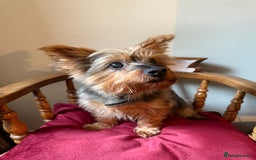 Yorkshire Terrier dogs for stud: Jasper the Yorkie for Stud - Image 5