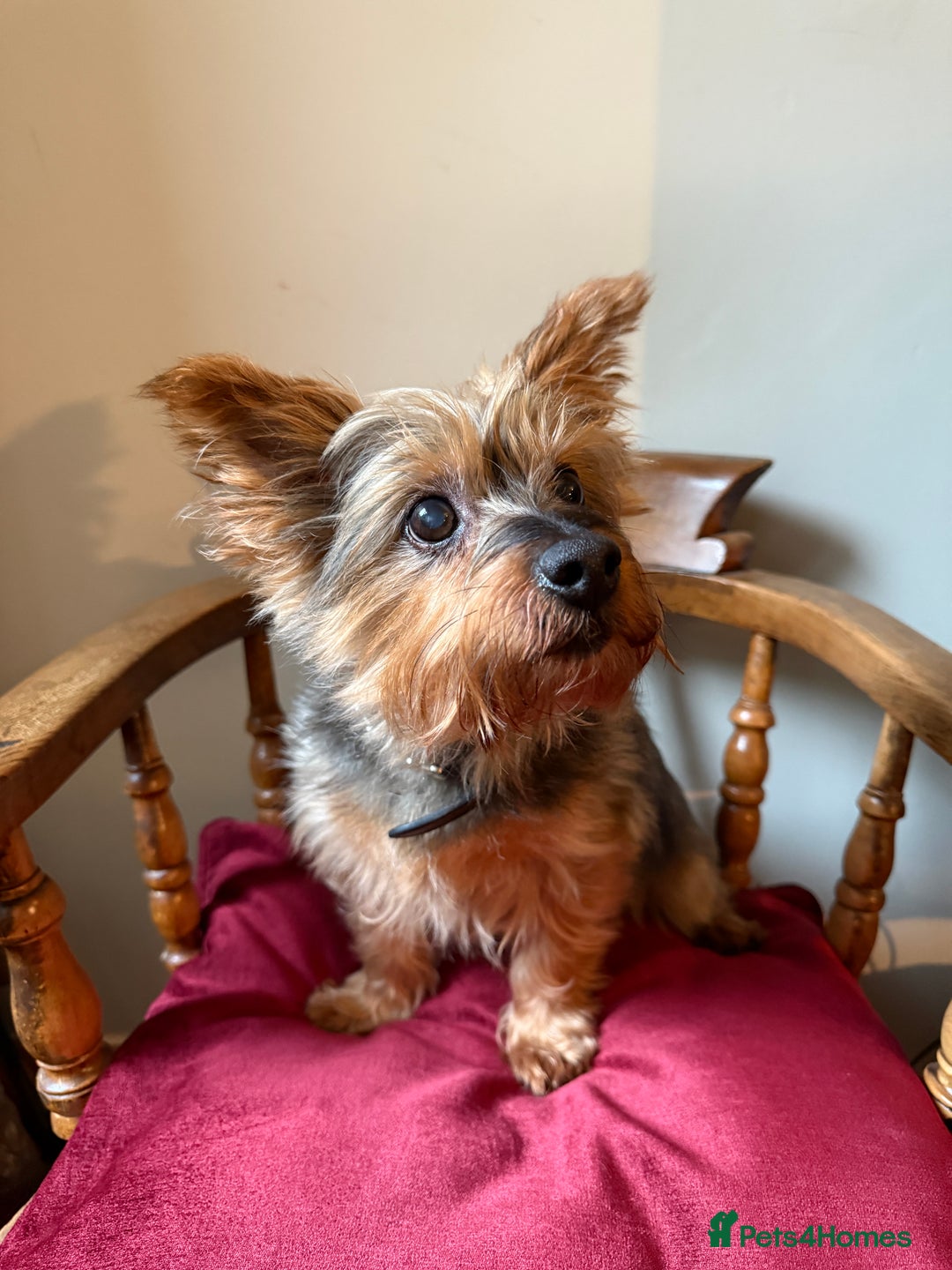 Yorkshire Terrier dogs for stud: Jasper the Yorkie for Stud - Image 5