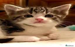 Mixed Breed cats for sale: 4 gorgeous tabby kittens - Image 33