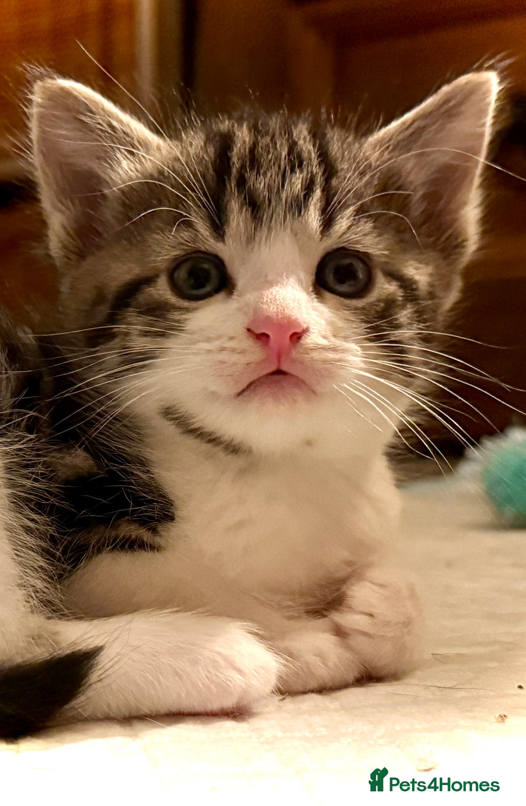 Mixed Breed cats for sale: 4 gorgeous tabby kittens - Image 33