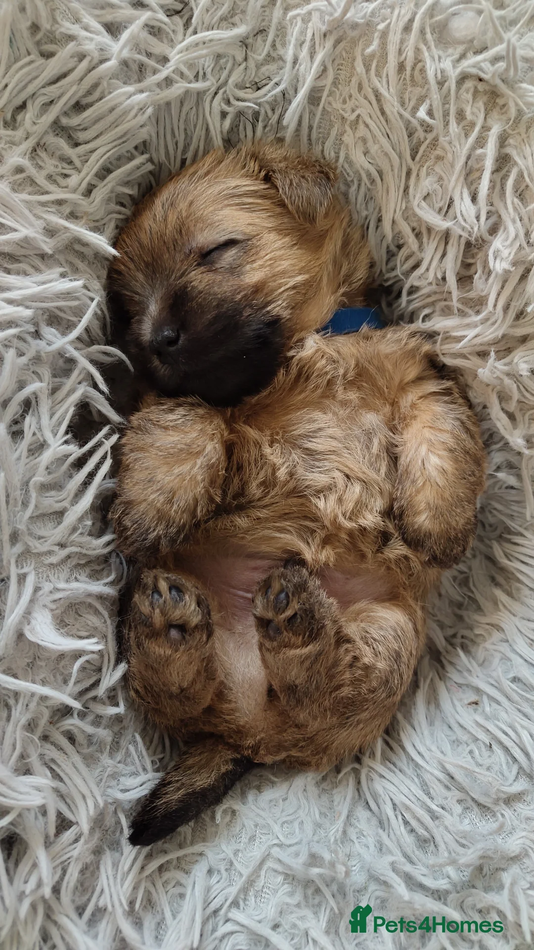 Cairn Terrier dogs for sale: Gorgeous Cairn x Norfolk puppy - Advert 2