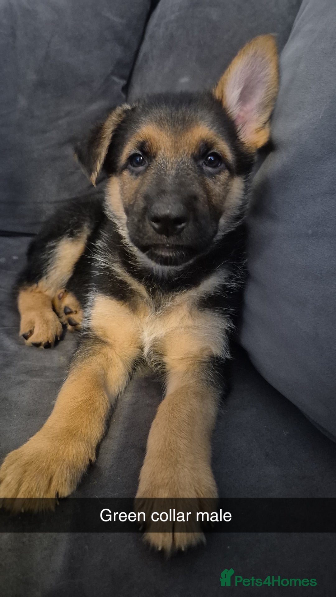 Mixed Breed dogs for sale: Shepinois puppies  - Advert 2