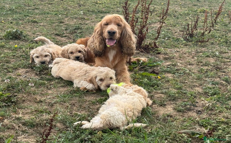 Cockapoo dogs - Advert 5