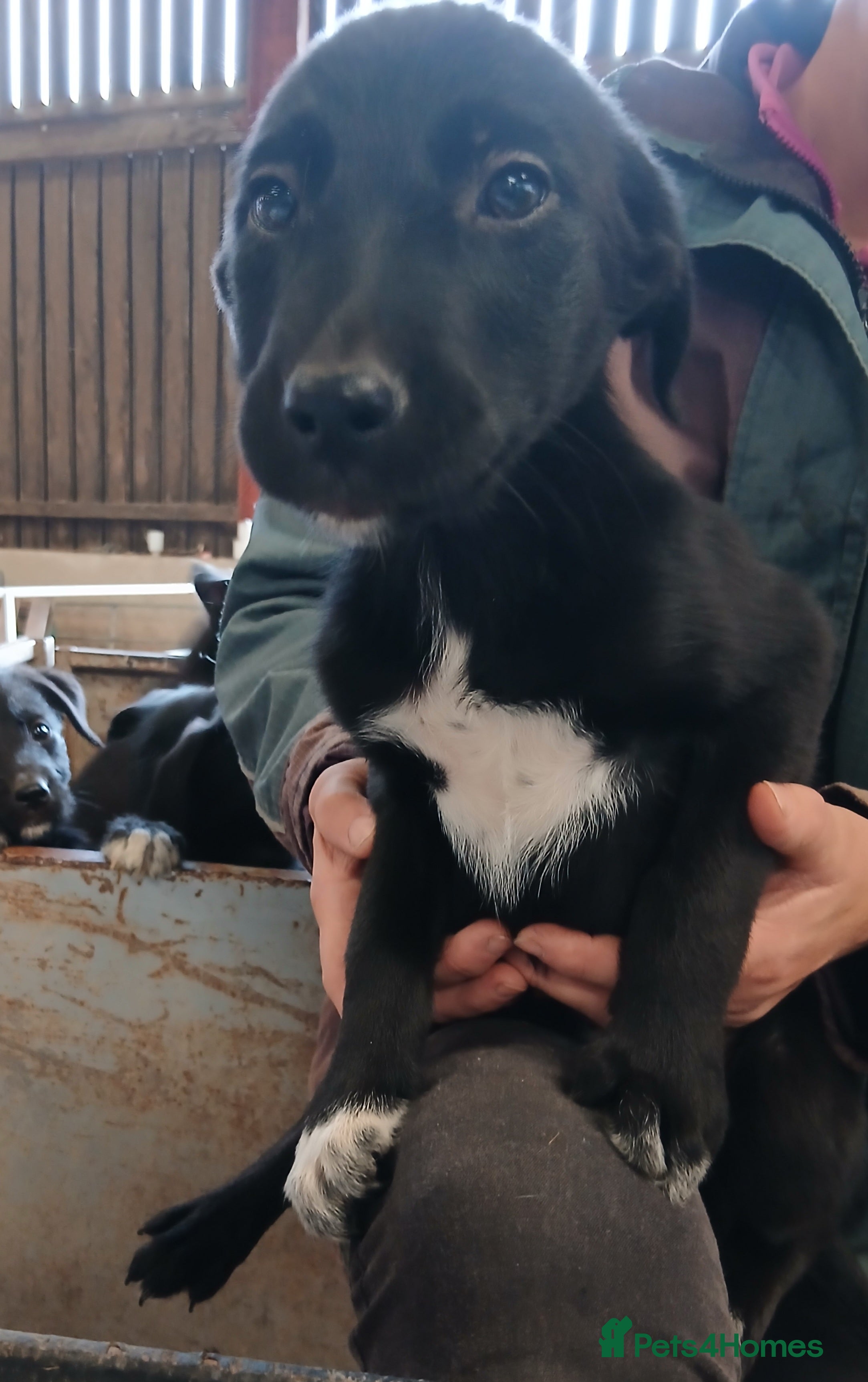 Mixed Breed dogs Huntaway x collie  - Advert 2