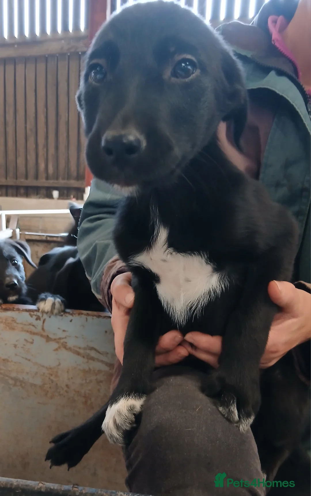 Mixed Breed dogs for sale: Huntaway x collie  in Llangammarch Wells - Advert 2