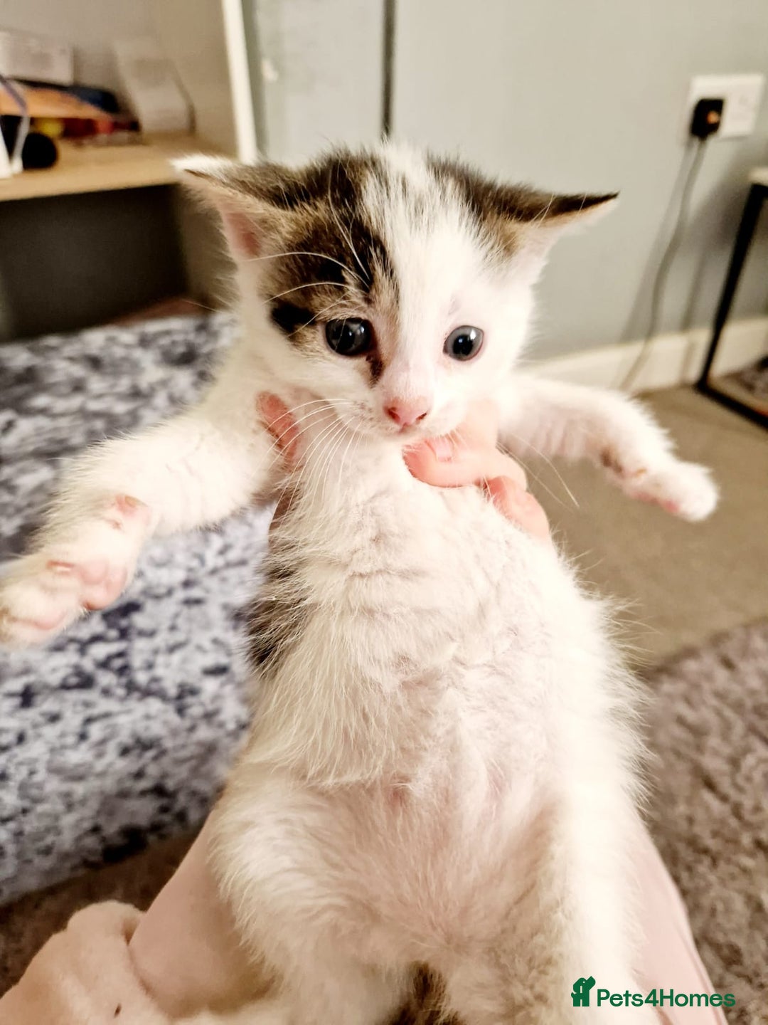 Siamese cats for sale: Loving, Energetic Mixed Siamese kittens for homes - Advert 7