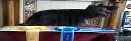 Yorkshire Terrier dogs for sale: Gorgeous Yorkshire Terrier Girl Puppies - Advert 3