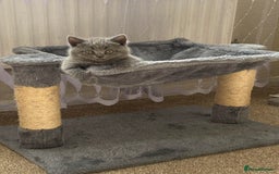 Scottish Fold cats for sale: Gorgeous Scottish Kittens - Image 7
