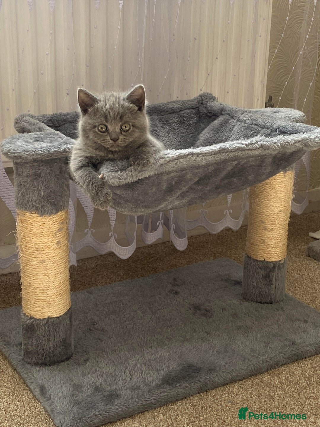 Scottish Fold cats for sale: Gorgeous Scottish Kittens - Image 7