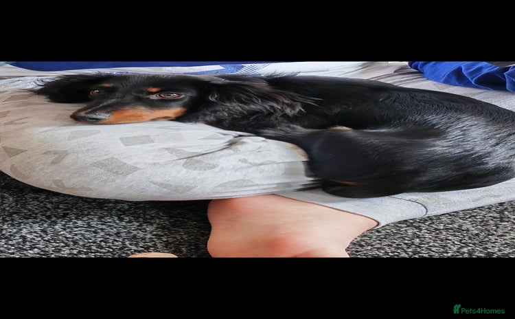 Miniature Dachshund dogs - Advert 11