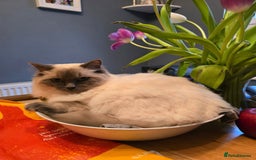 Ragdoll cats for sale: Beautiful Ragdoll Kittens  - Advert 11