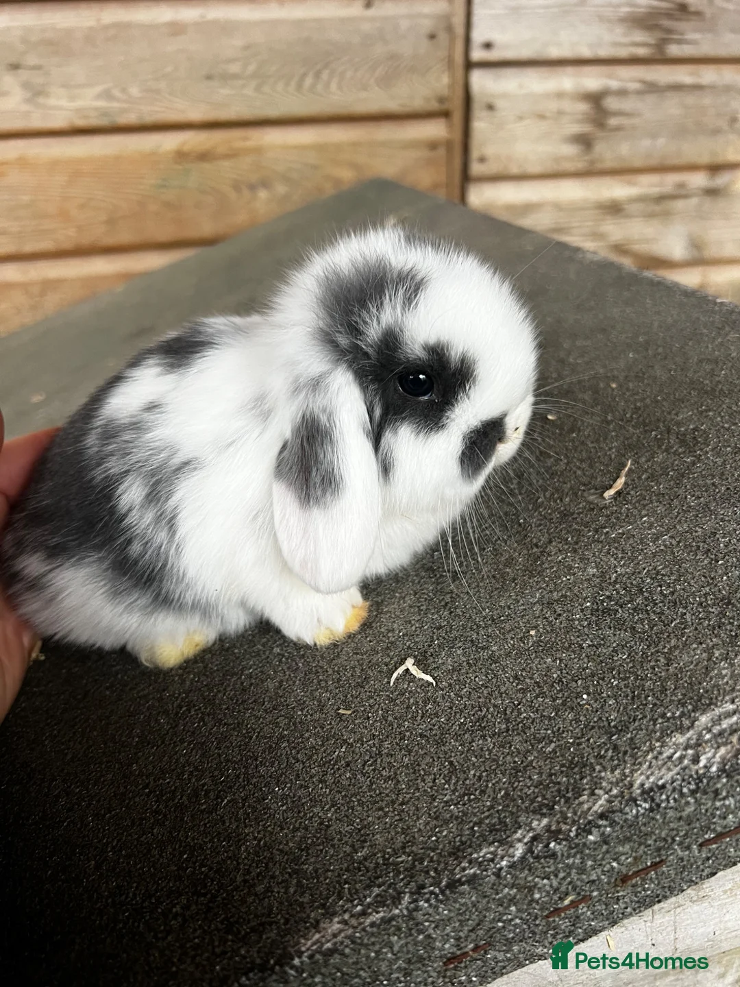 Mini Lop rabbits for sale: Mini lop baby bunnies  - Advert 2