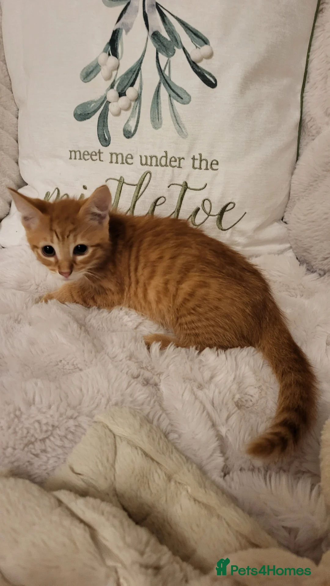 Mixed Breed cats for sale: Kittens READY NOW - Advert 20
