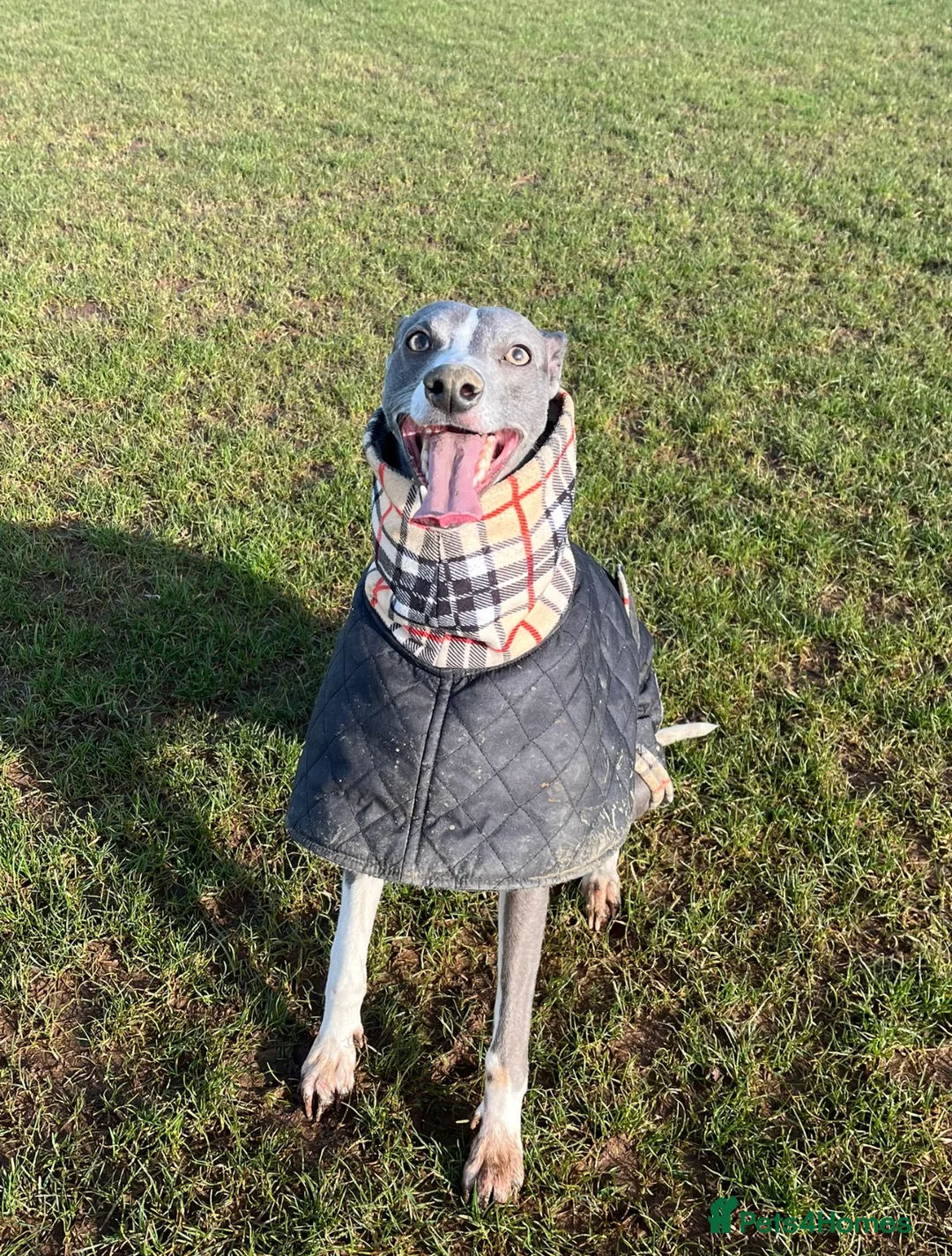 Whippet dogs for sale: 4 Year Old Blue Whippet in Chesterfield - Advert 2