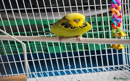Budgerigars birds for sale: 3 Young Cock Budgies For Sale - Image 3