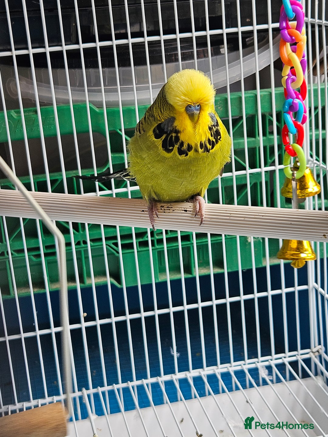 Budgerigars birds for sale: 3 Young Cock Budgies For Sale - Image 3