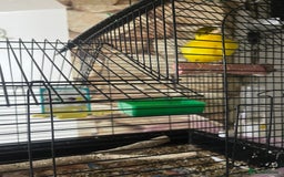 Lovebirds birds for sale: Male & female  - Advert 6