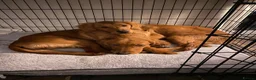 Golden Retriever dogs for stud: Proven Golden Retreiver for stud  in Hassocks - Advert 31