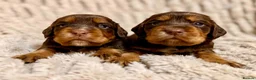 Cocker Spaniel dogs for sale: TOP CLASS KC COCKER SPANIELS  - Advert 4