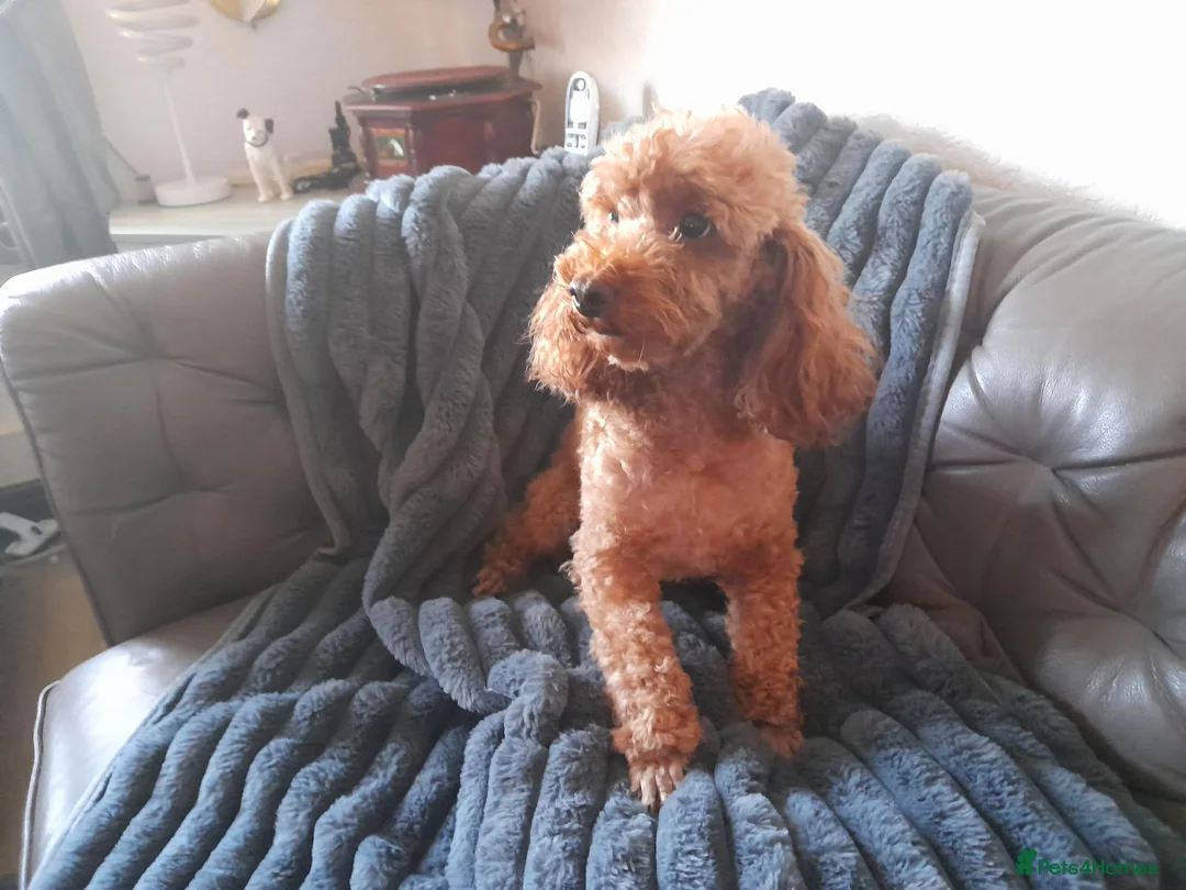 Toy Poodle dogs for sale: Delta in Winsford - Advert 2