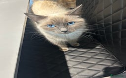 Ragdoll cats for sale: Beautiful full breed ragdoll  - Image 2