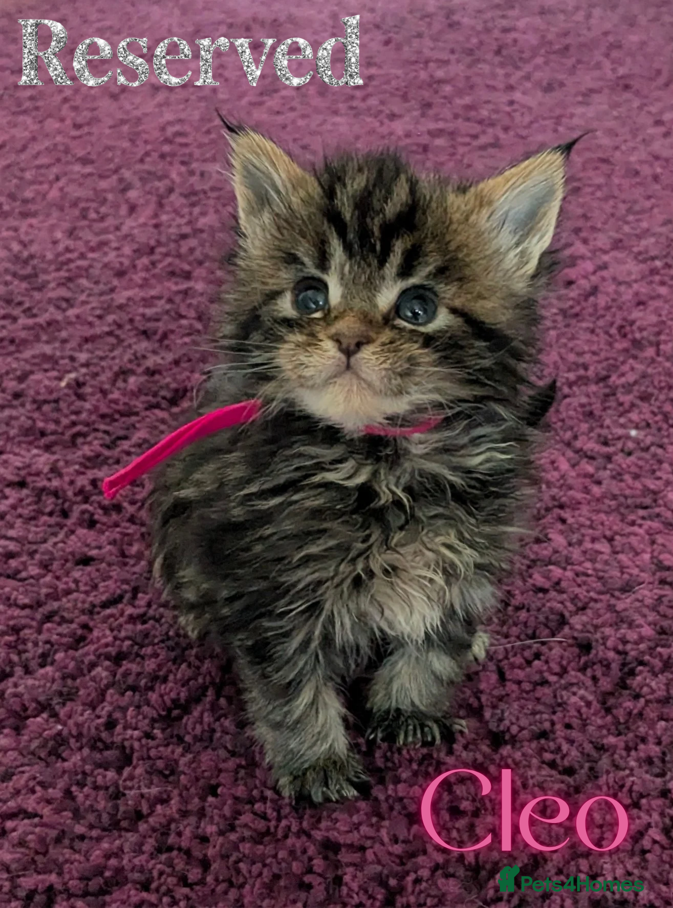 Maine Coon cats Champion Sired Maine Coon Kittens  TICA Registered - Advert 1