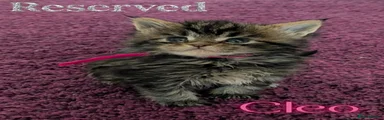 Cleo
