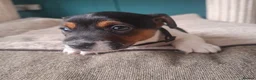 Jack Russell dogs for sale: Jack Russell pups - Advert 11