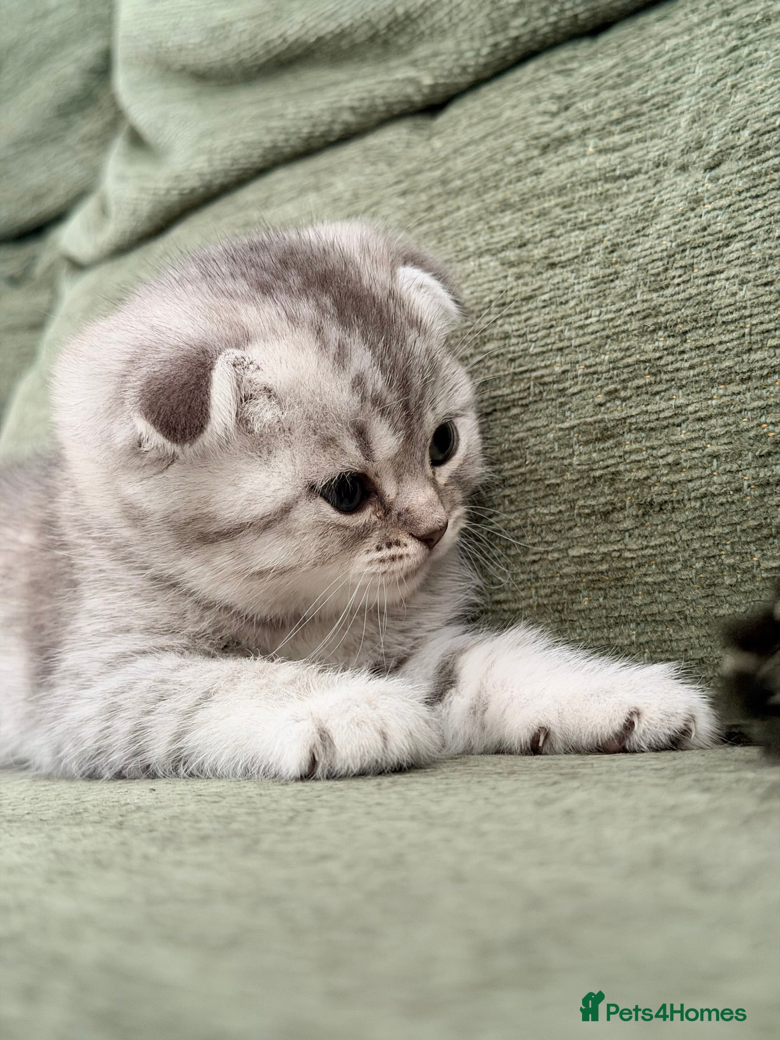 Scottish Fold cats Scottish fold kittens for sale! - Advert 1