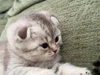 Scottish Fold cats Scottish fold kittens for sale! - Advert 1