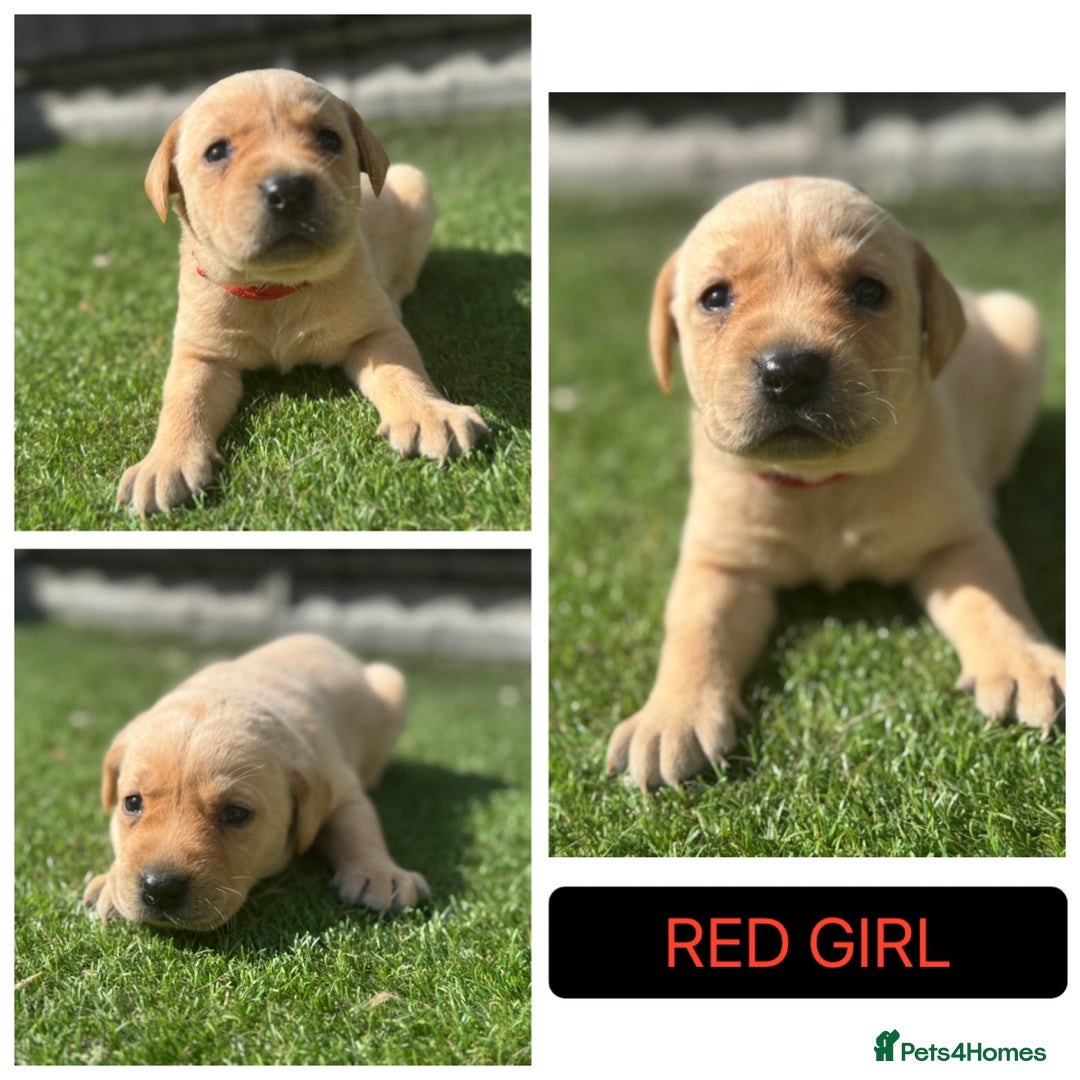 Labrador Retriever dogs for sale: Beautiful top kc line Labrador puppy’s  - Image 7
